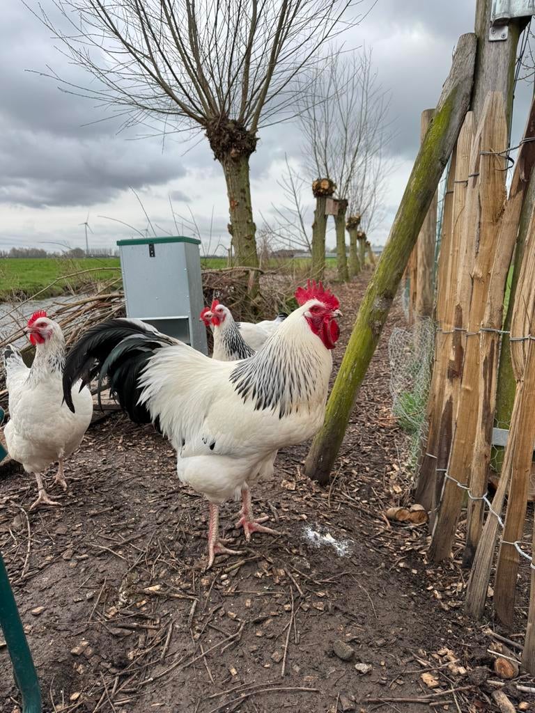 Broedeieren rasechte Sussex Columbia, Dieren en Toebehoren, Pluimvee, Vrouwelijk, Kip