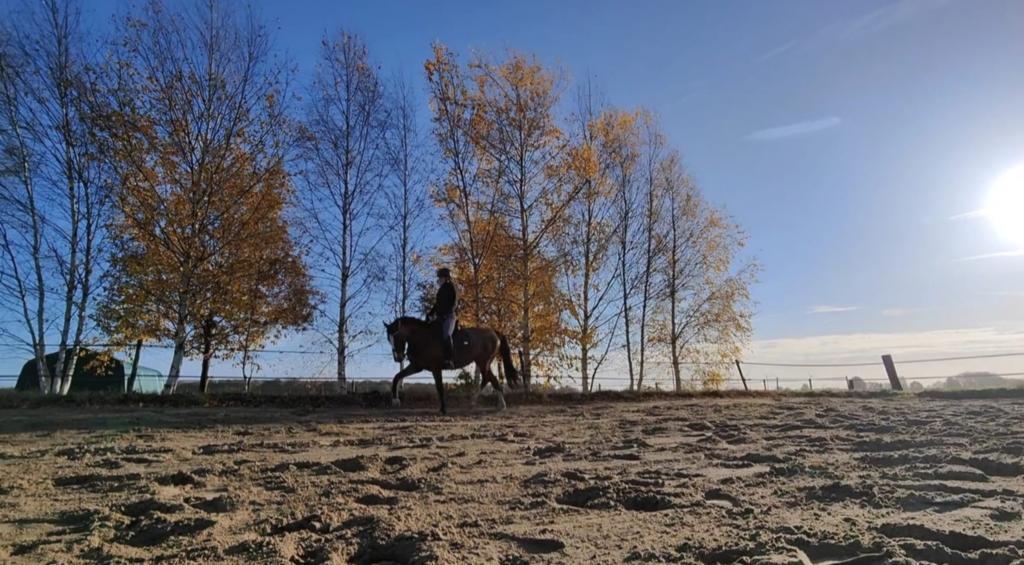 Leasepaard / verzorgpaard aangeboden!, Dieren en Toebehoren, Ophalen, Nieuw