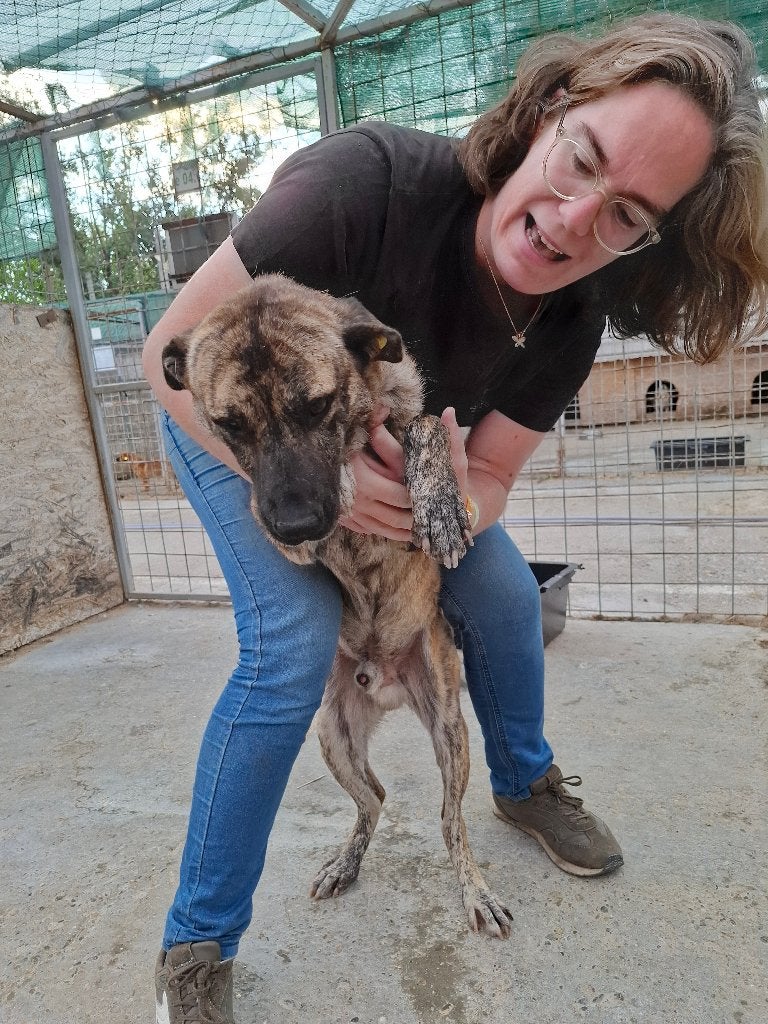 Lieve kerel dexter ter adoptie!, Dieren en Toebehoren, 6 jaar of ouder, Particulier, Reu, Buitenland