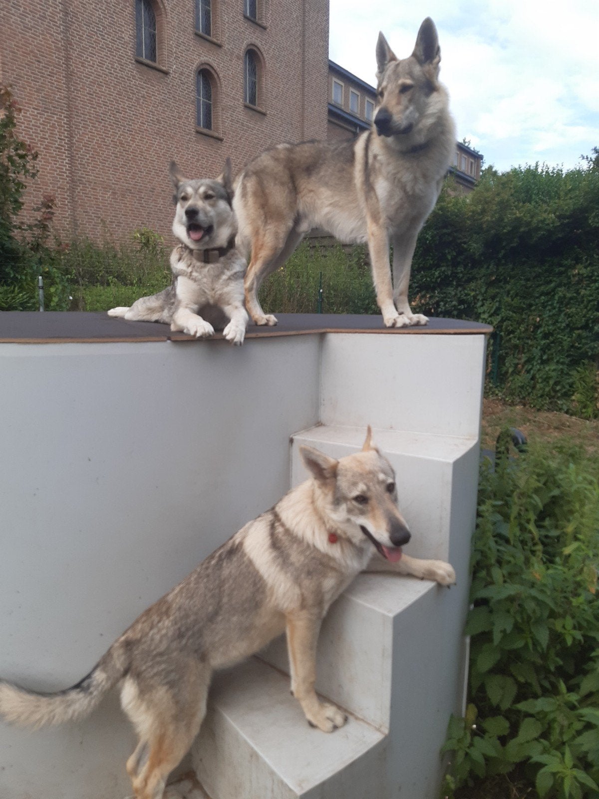 Thuisoppas gezocht voor huis en honden, Ophalen