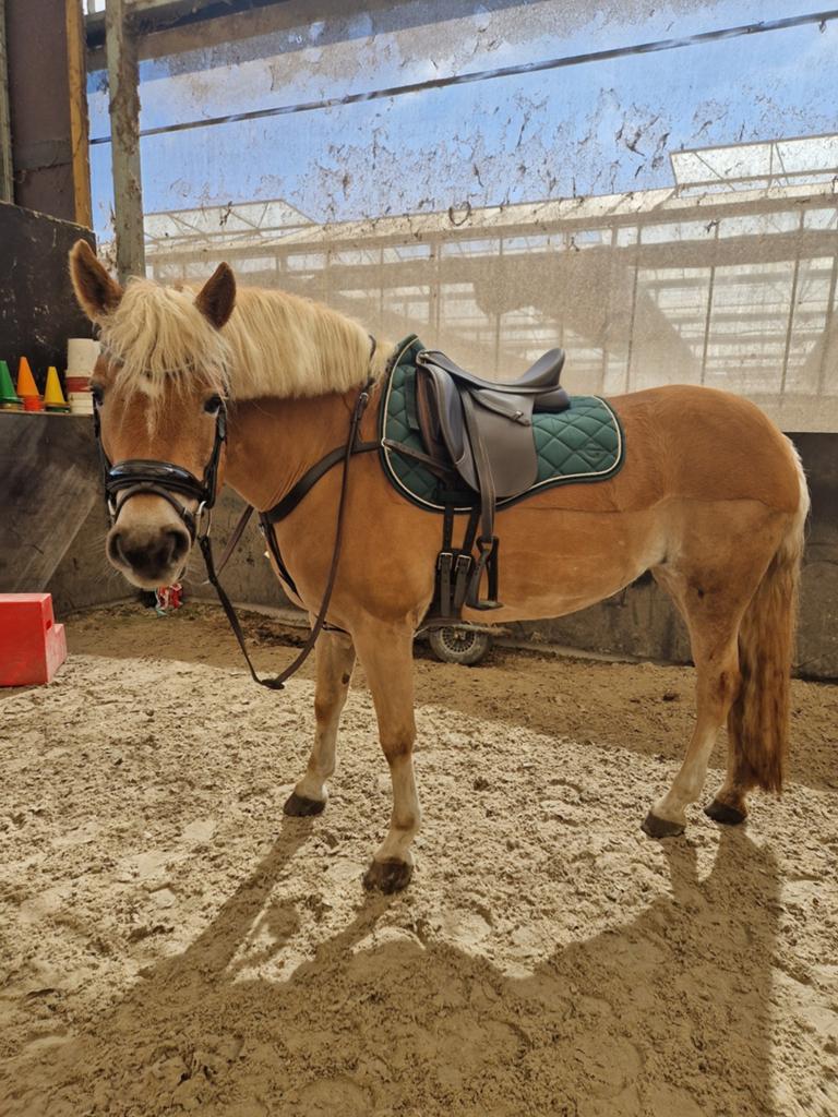 Bijrijder/leaser gezocht voor veelzijdige haflinger merrie