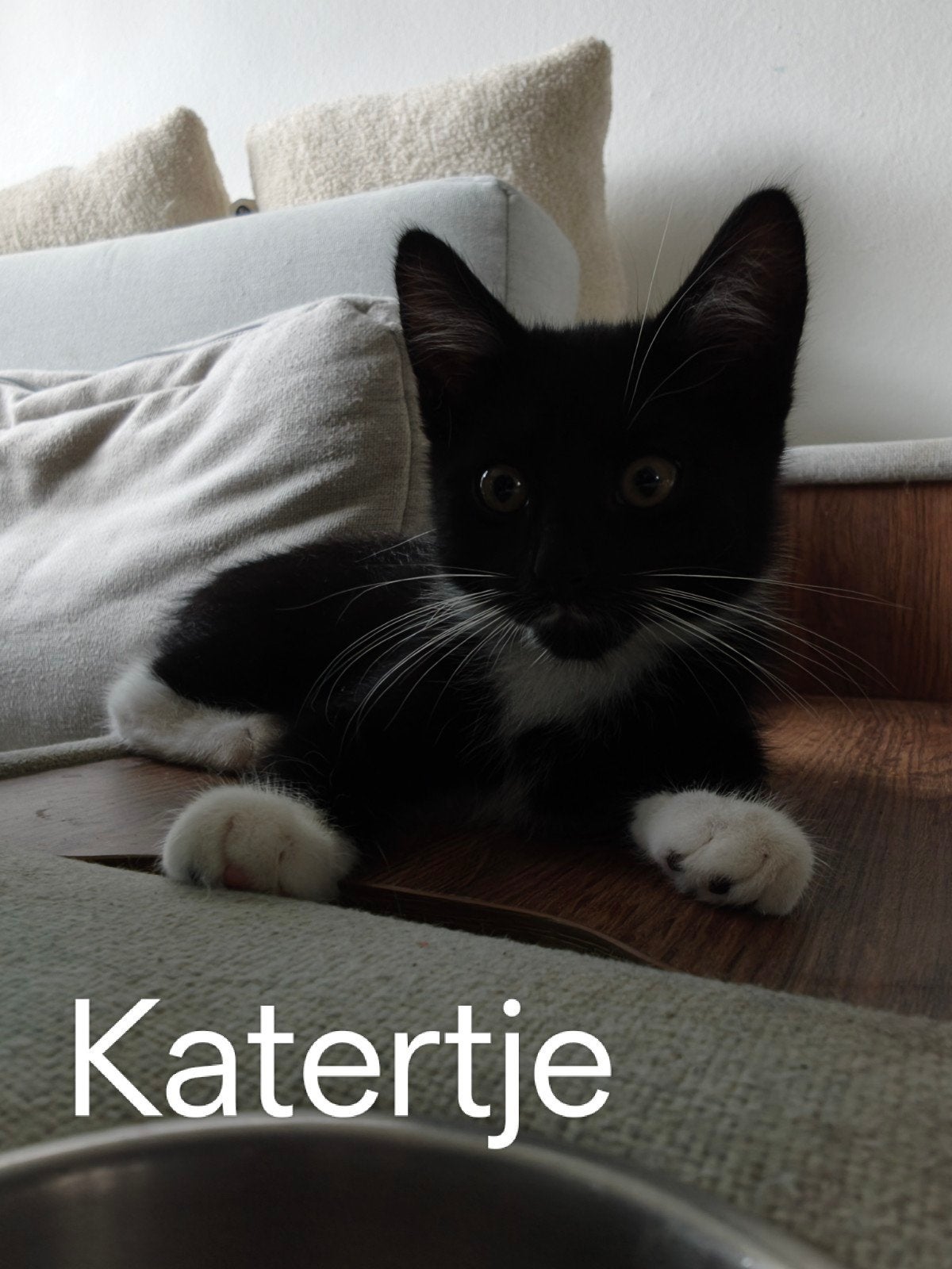 Kittens, Dieren en Toebehoren, Katten en Kittens | Overige Katten, Meerdere dieren, Kortharig, 0 tot 2 jaar
