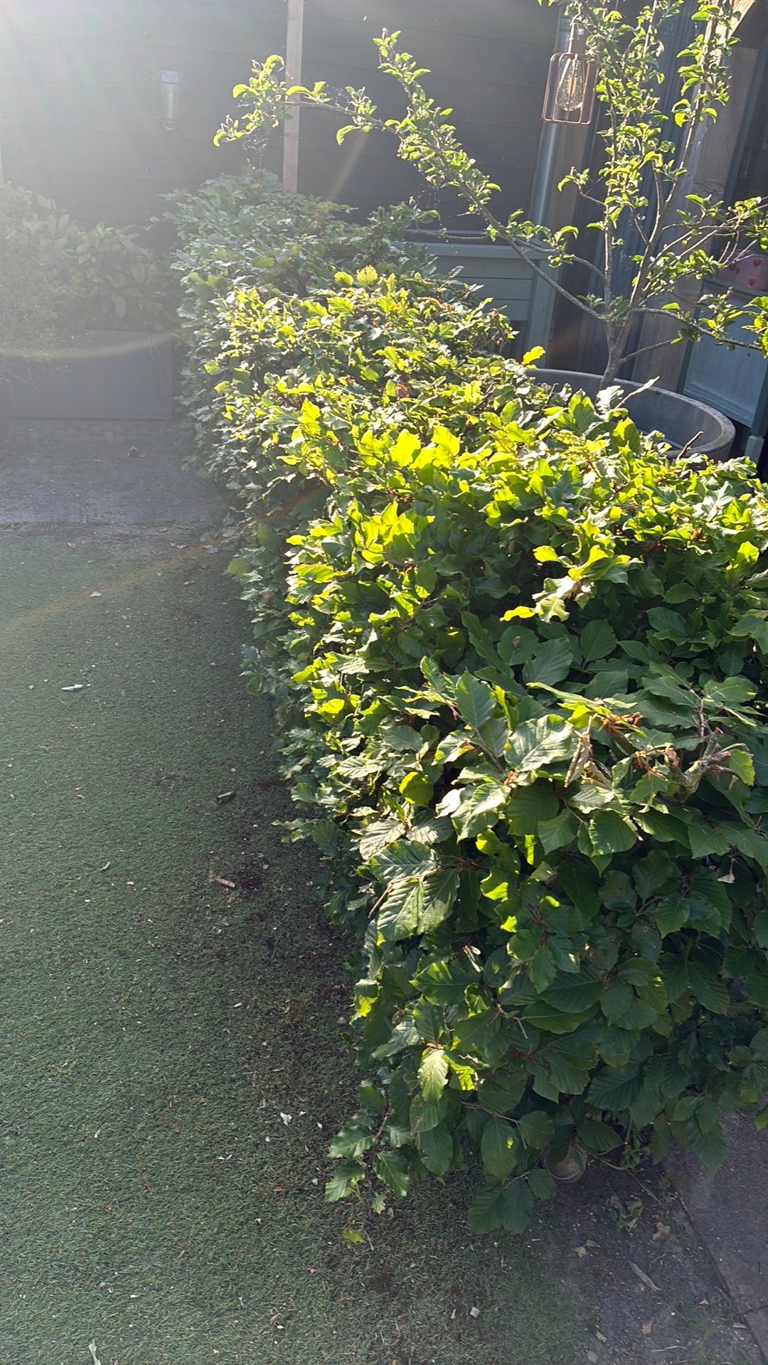 Beukenhaag, Ophalen, Beukenhaag, 250 cm of meer