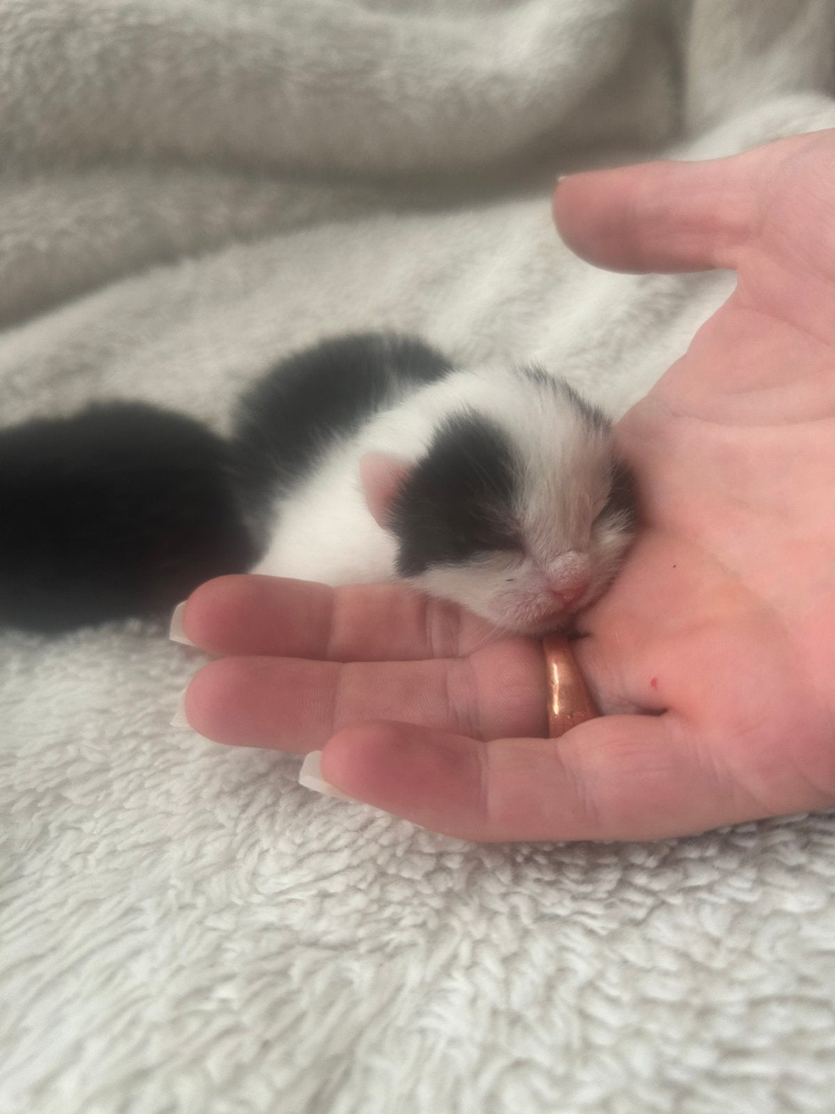 Kittens te koop, Geslacht onbekend, 0 tot 2 jaar