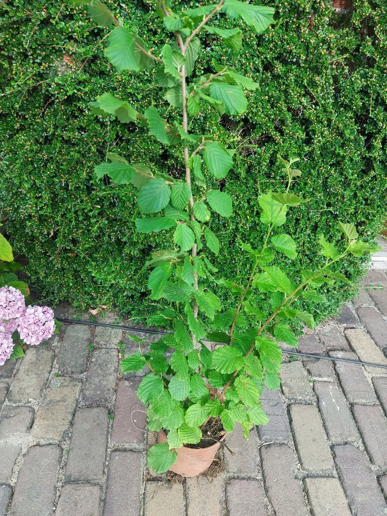 Hazelaar groene hazelaar hazelnoot, In pot, Halfschaduw, 100 tot 250 cm, Overige soorten