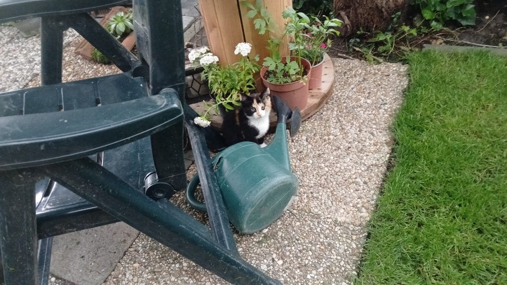 Mooie kittens te koop, Dieren en Toebehoren, Poes, Kortharig, 0 tot 2 jaar