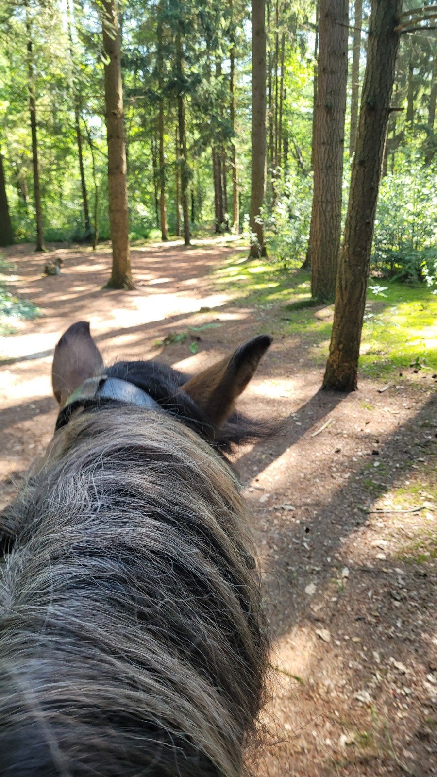 verzorger voor mijn IJSLANDER gezocht