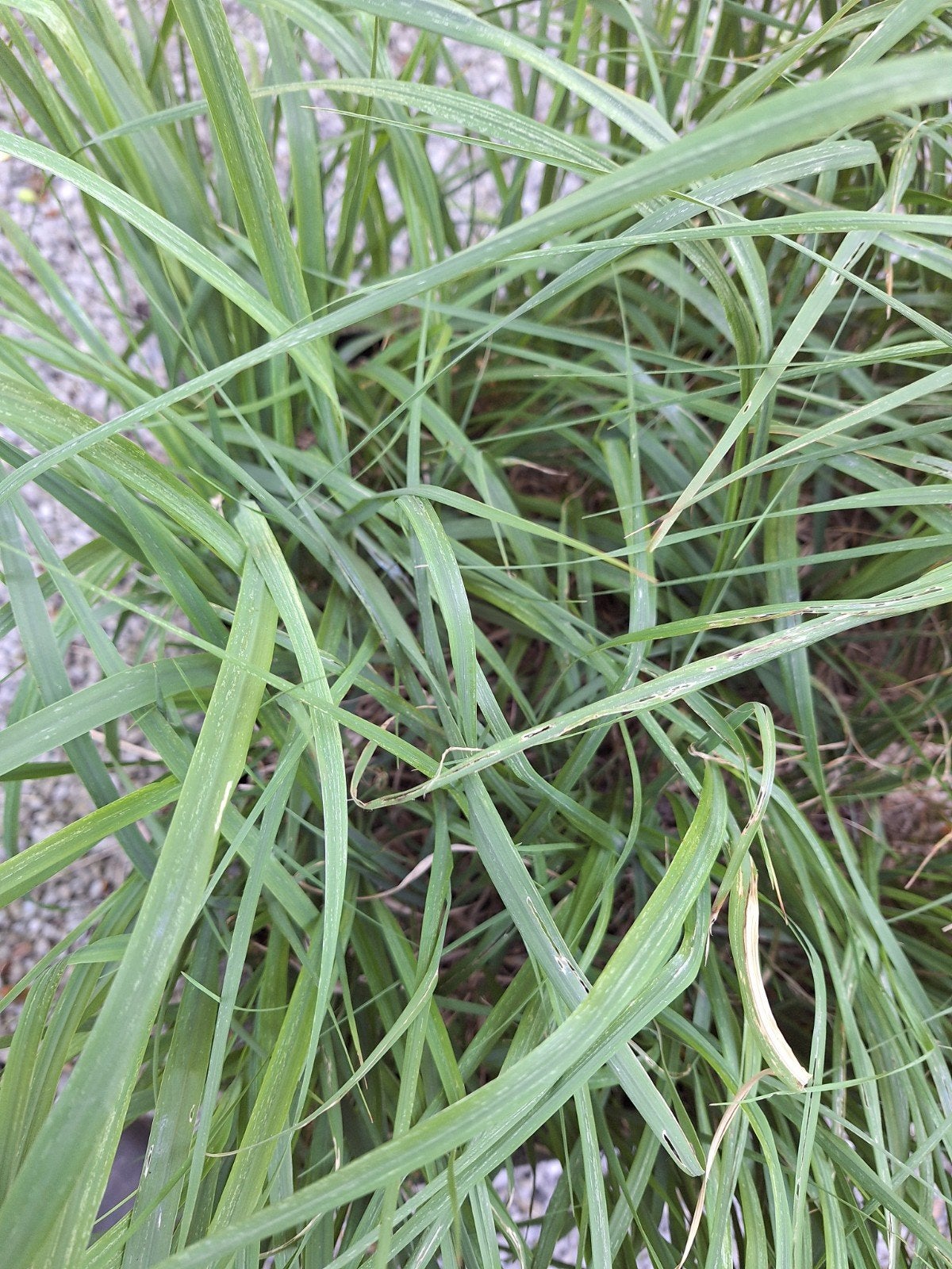 Siergras, Ophalen, Vaste plant, Siergrassen, Halfschaduw