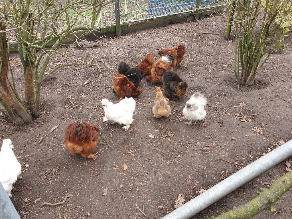Mooie broedeieren van prachtige Zijdehoen diverse kleuren, Dieren en Toebehoren, Geslacht onbekend, Kip
