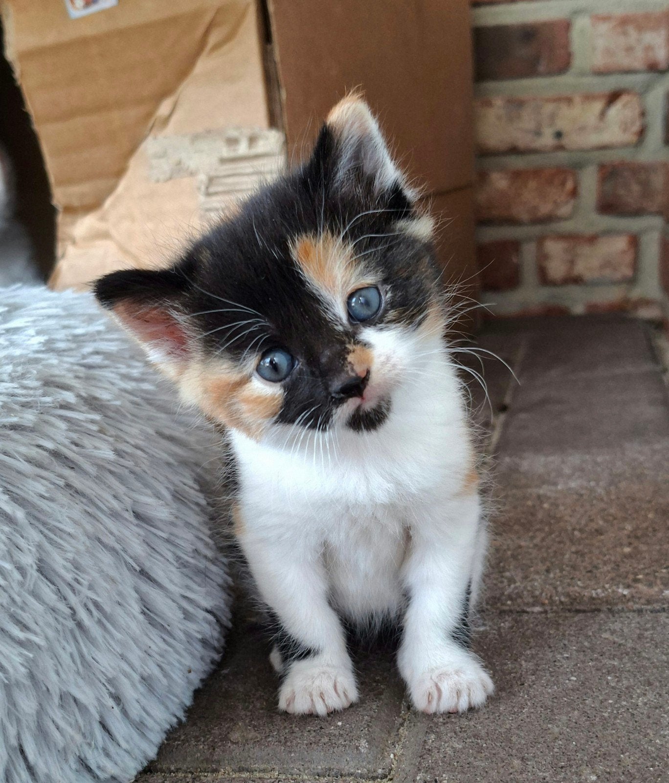 Nestje kittens lapjes, Dieren en Toebehoren, Meerdere dieren