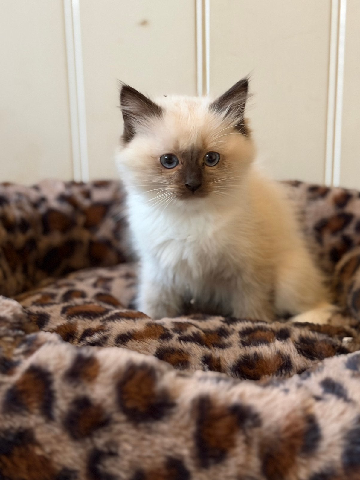 Ragdoll kittens uit geteste ouders, Meerdere dieren, Gechipt, 0 tot 2 jaar
