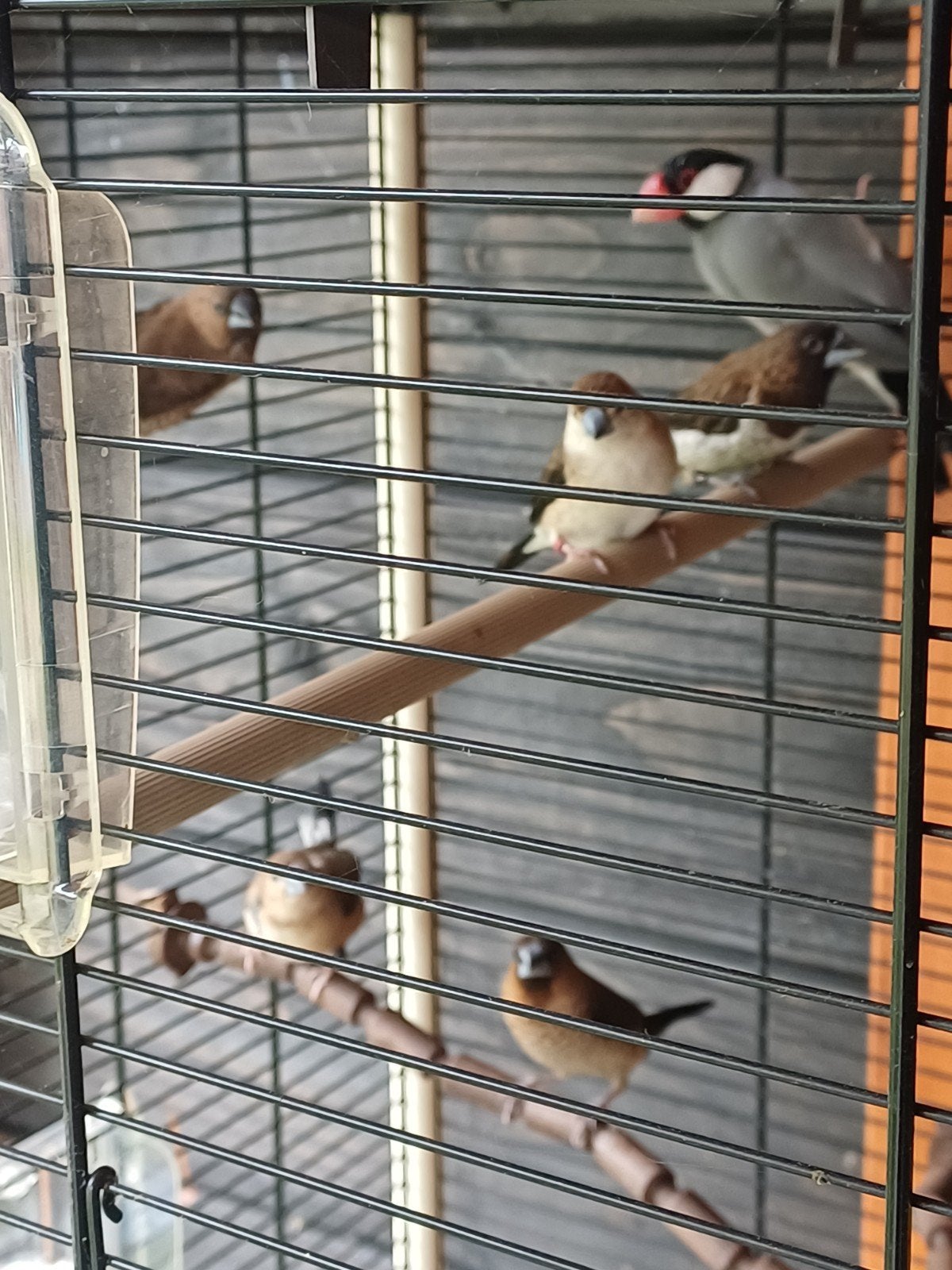 Loodbekjes,Japanse Meeuw, en 1 rijstvogel, Dieren en Toebehoren, Vogels | Overige Vogels, Meerdere dieren
