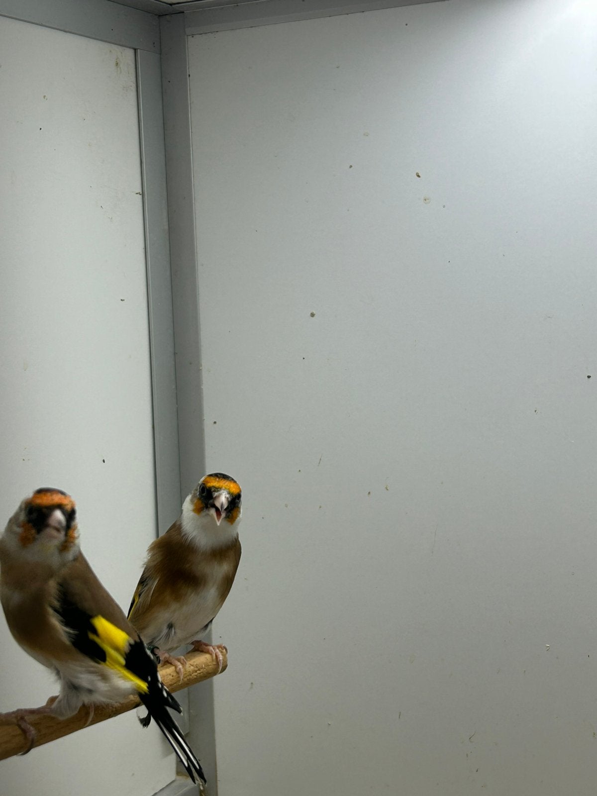 2x Parva Putter, Mannelijk, Wildzangvogel, Geringd