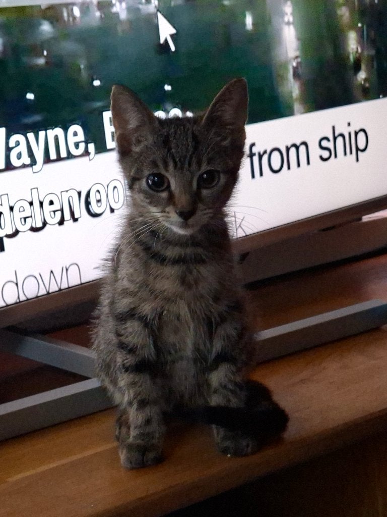 lieve kittens, Dieren en Toebehoren, Meerdere dieren, 0 tot 2 jaar