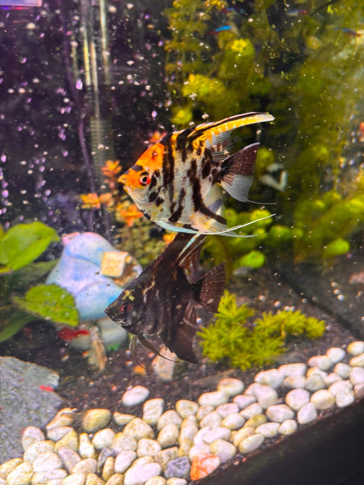 2 maanvissen zoeken nieuw thuis, Dieren en Toebehoren, Vissen | Aquariumvissen, Vis