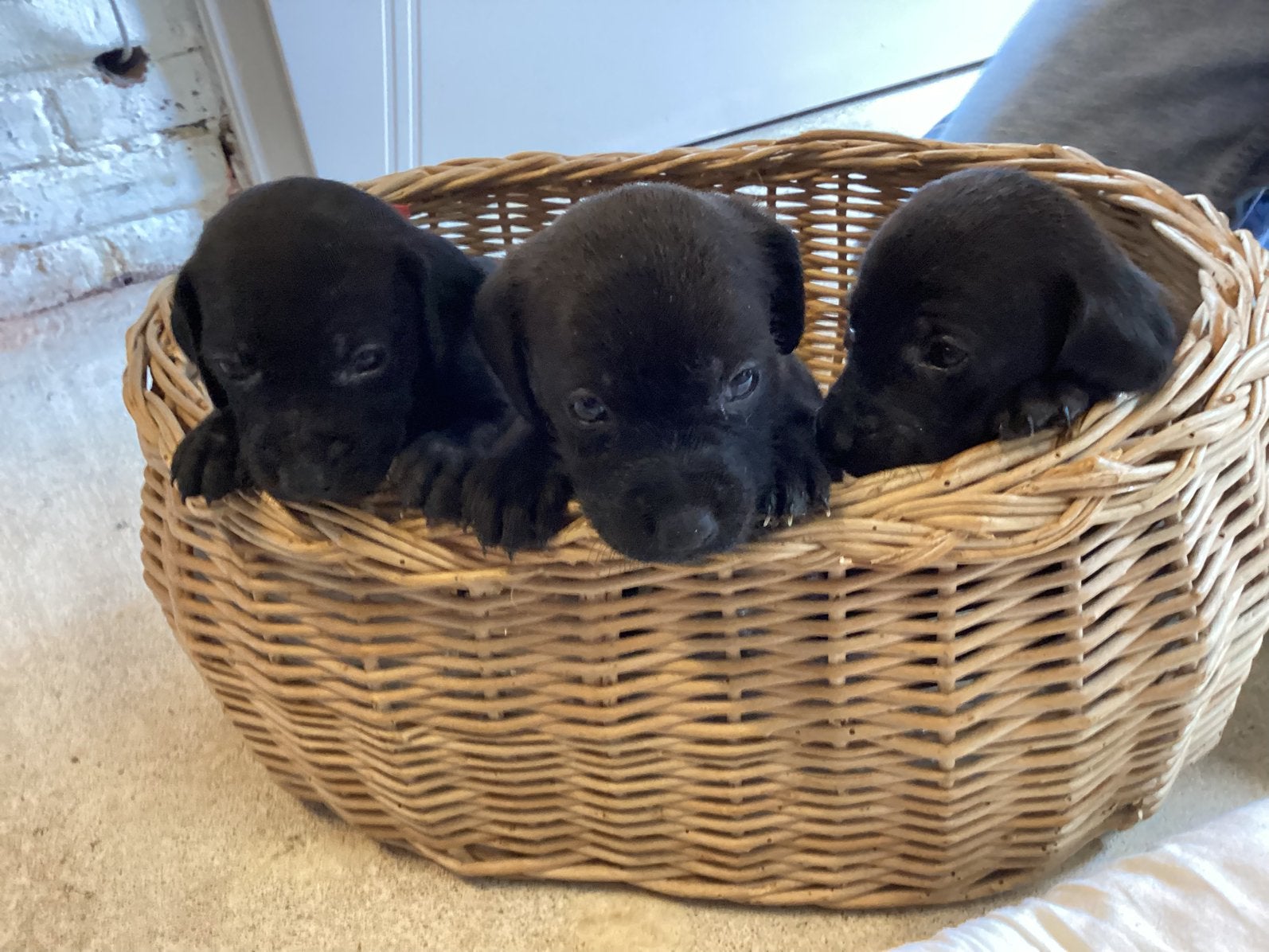 Puppy’s zwart, moeder Vizsla, Dieren en Toebehoren, Honden | Setters en Staande honden, Parvo, 8 tot 15 weken, Meerdere, Nederland
