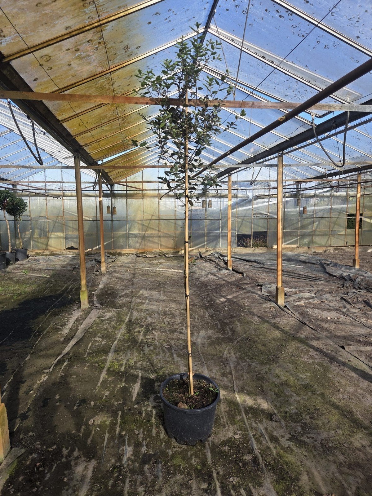 Steeneik (Quercus ilex) 2m - Wintergroene boom, Tuin en Terras, Overige soorten, Lente, 250 tot 400 cm, Ophalen