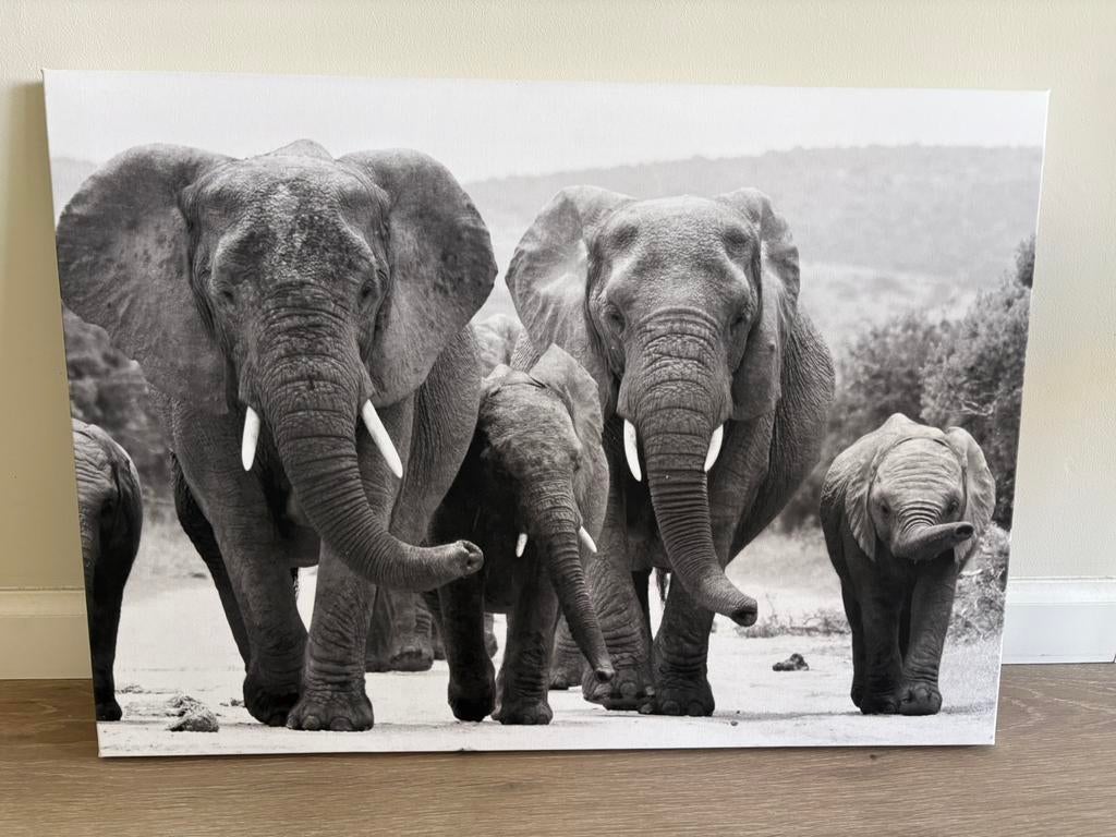 Foto olifanten op canvas, Ophalen, Zo goed als nieuw, 50 tot 75 cm