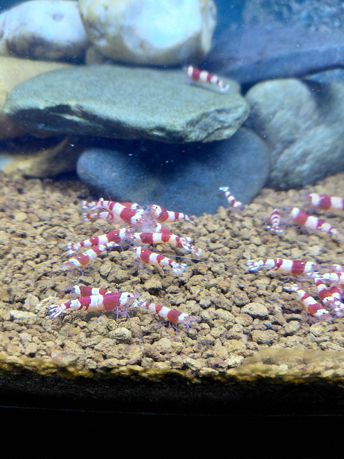 crystal red garnaal, Dieren en Toebehoren, Vissen | Aquariumvissen, Kreeft, Krab of Garnaal
