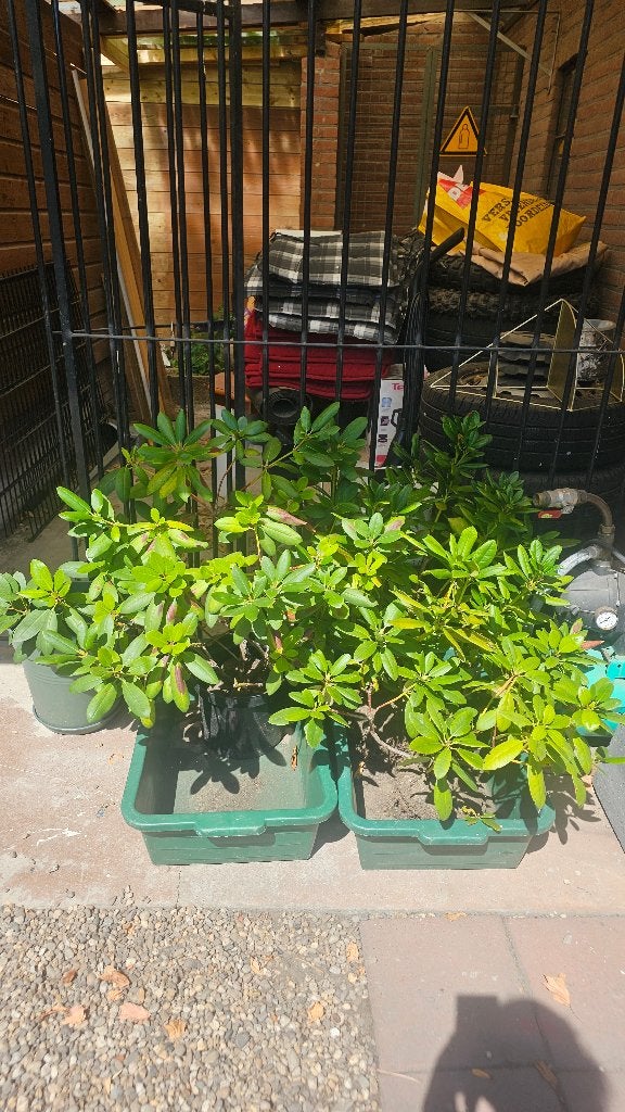 Struik/ rhododendron 1 tot 3 stk, Ophalen, Rhododendron, Struik, Minder dan 100 cm