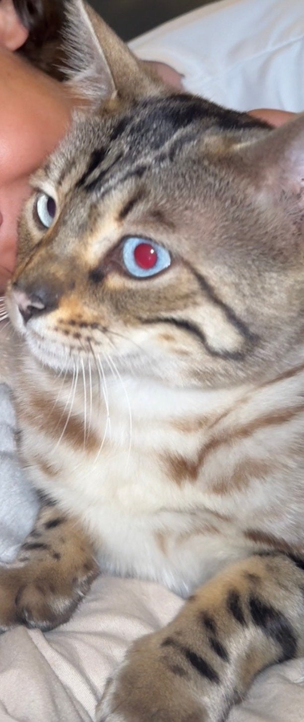 Bengaal kat, Ophalen of Verzenden