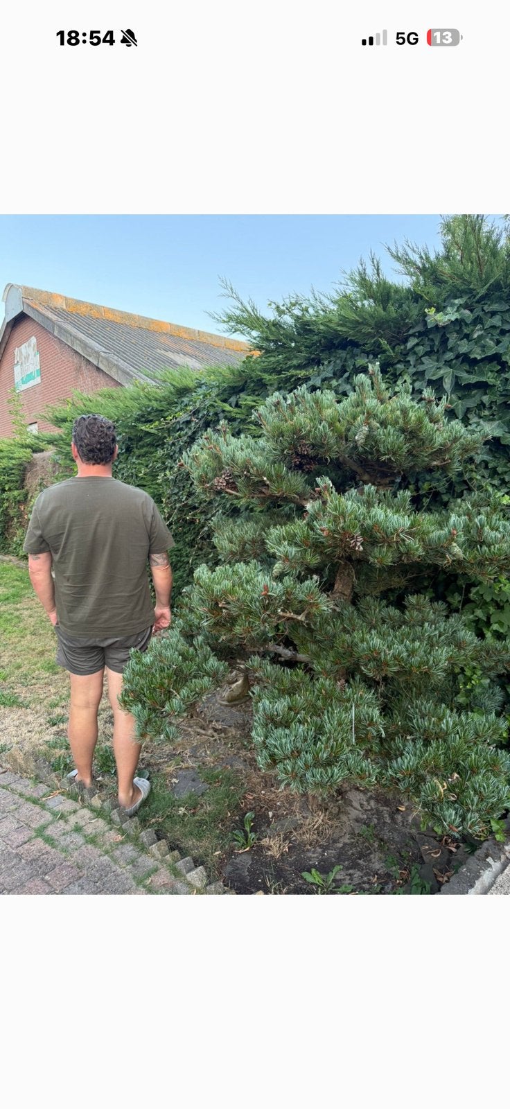 Japanse witte den – tuinbonsai/wolkenboom – 170 cm, Tuin en Terras, Ophalen, Halfschaduw, Overige soorten
