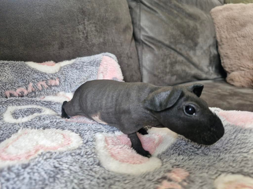 Skinny cavia (naakt cavia) zeugje, Dieren en Toebehoren, Knaagdieren, Maart, Vrouwelijk, Cavia
