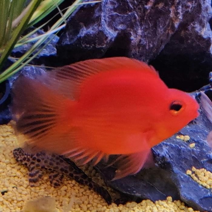 Cichlasoma parrot, Dieren en Toebehoren, Vissen | Aquariumvissen, Vis