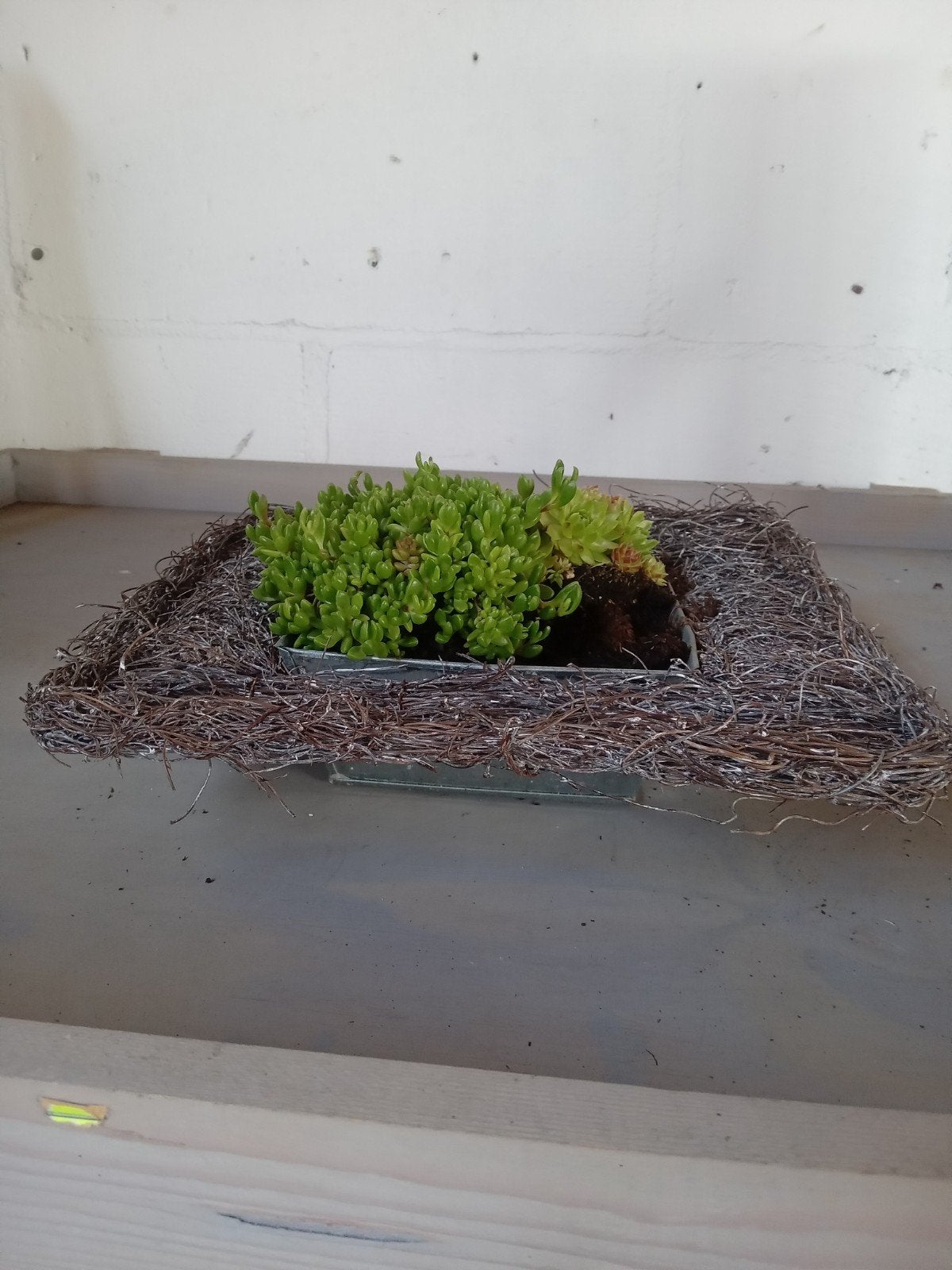 Decoratieve vetplanten in rustieke schaal, Ophalen of Verzenden, Overige soorten, Volle zon