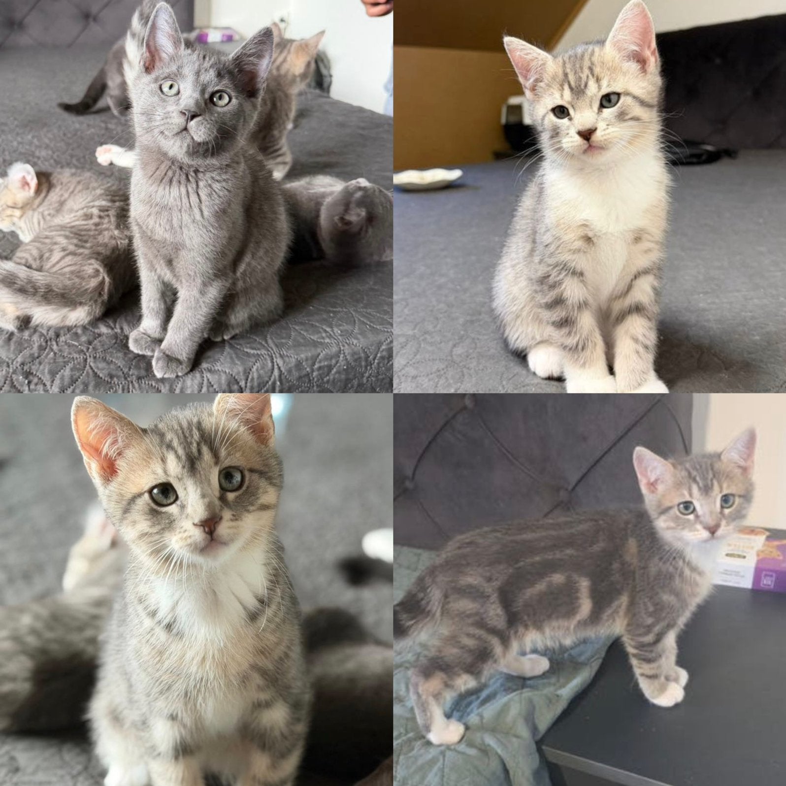 Kittens te koop! (katers), Kater, Ontwormd