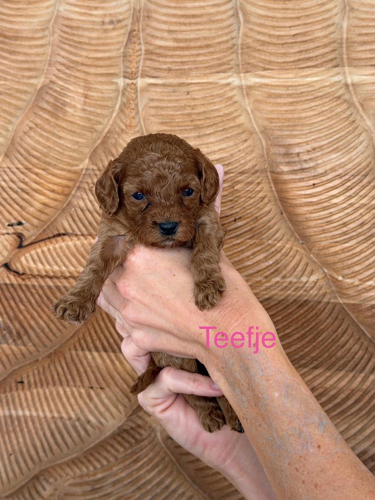 Inschrijving geopend! Prachtige Mini Doodle x Toypoodle 😍, Dieren en Toebehoren, Parvo, 8 tot 15 weken, Meerdere, Meerdere dieren