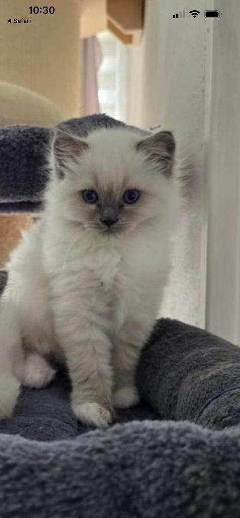 Prachtige Ragdoll kittens, Dieren en Toebehoren, Katten en Kittens | Raskatten | Langhaar, Poes, Ontwormd