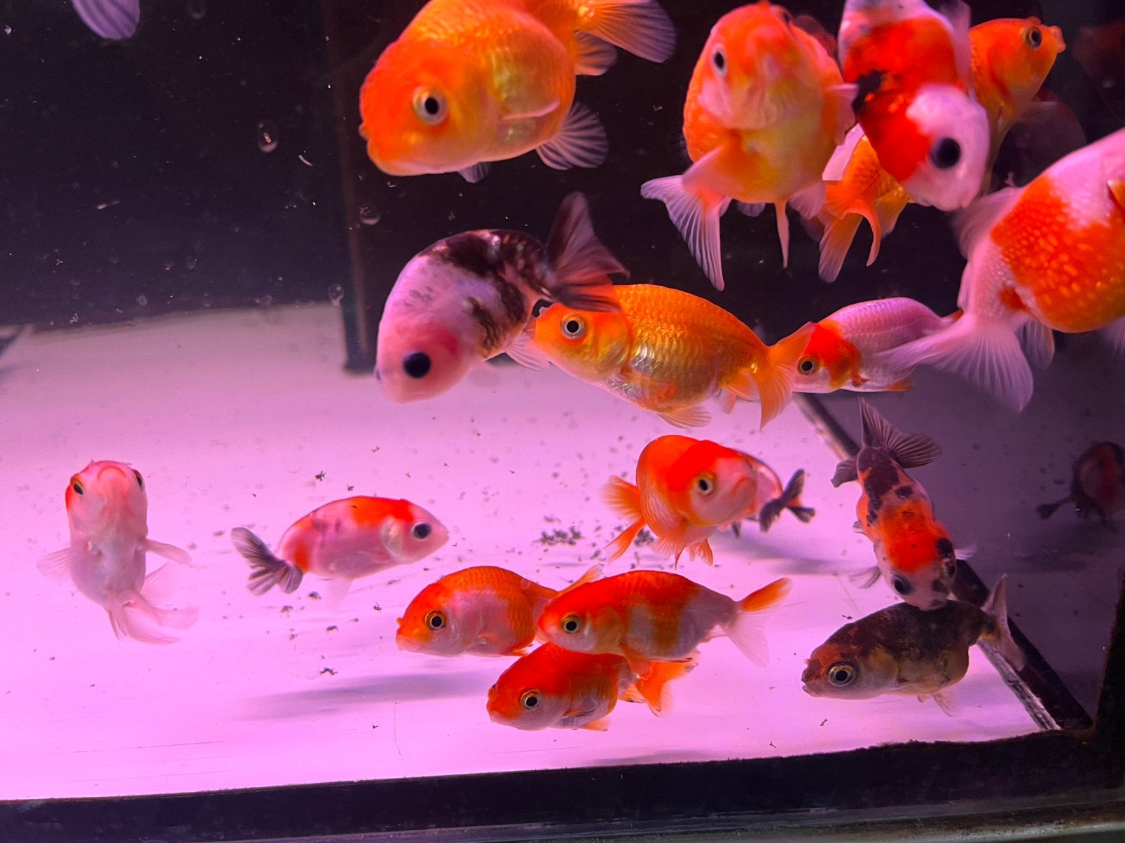 Ranchu baby, Dieren en Toebehoren, Vis