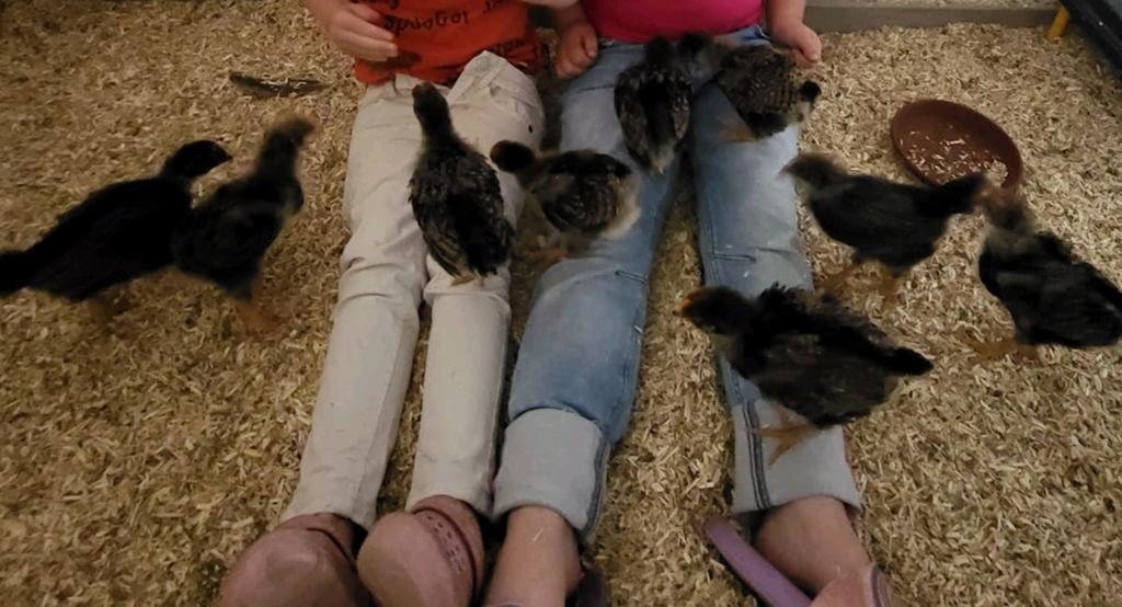 Dubbelgezoomde Barnevelder kuikens van 24-04, Dieren en Toebehoren, Ophalen, Overige typen
