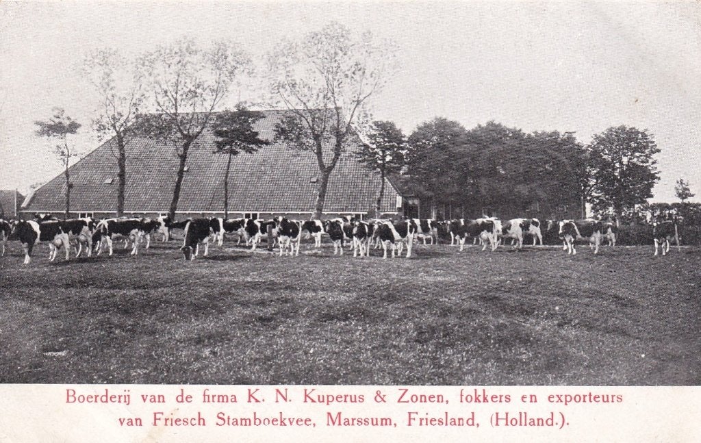 Oude ansichtkaart: Boerderij K.N. Kuperus & Zonen, Marssum, Ophalen of Verzenden, Voor 1920, Ongelopen, Friesland
