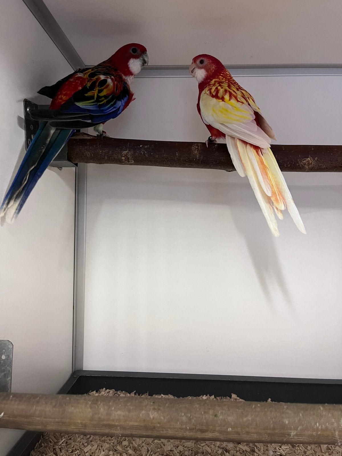 Prachtige jonge rosella’s, Meerdere dieren, Geringd