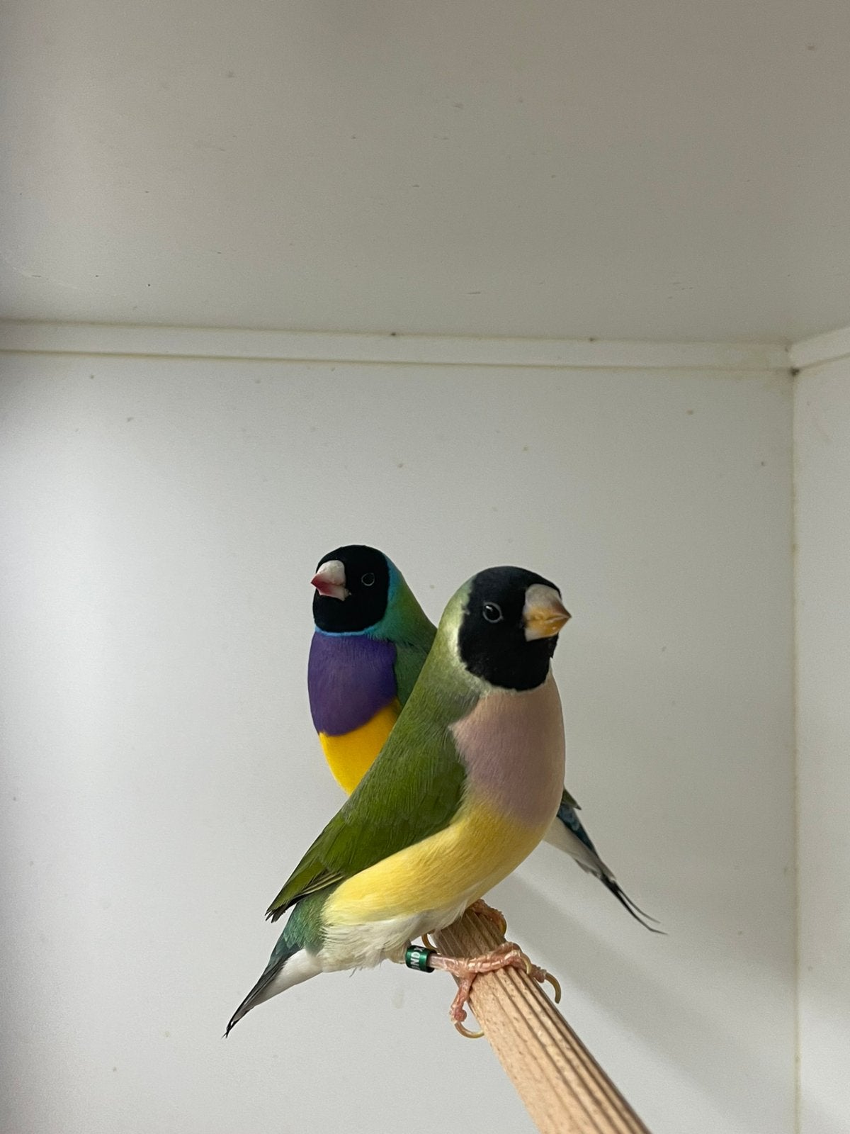 Gouldamadine, Dieren en Toebehoren, Vogels | Overige Vogels, Meerdere dieren, Tropenvogel, Geringd