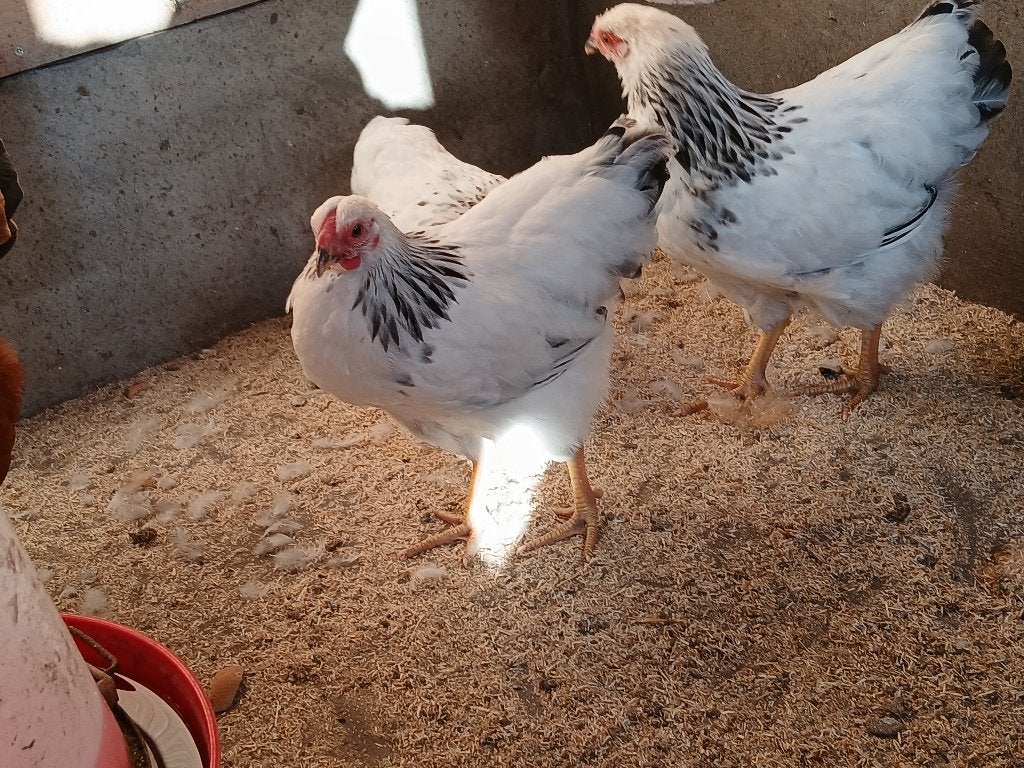 wyandotte kippen haan kip, Dieren en Toebehoren, Pluimvee, Mannelijk, Kip