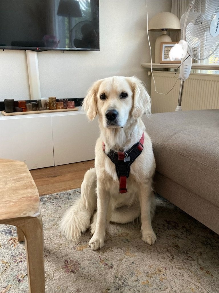 Golden Retriever deelhond Groningen, Golden retriever, Teef, Eén hond, 3 tot 5 jaar