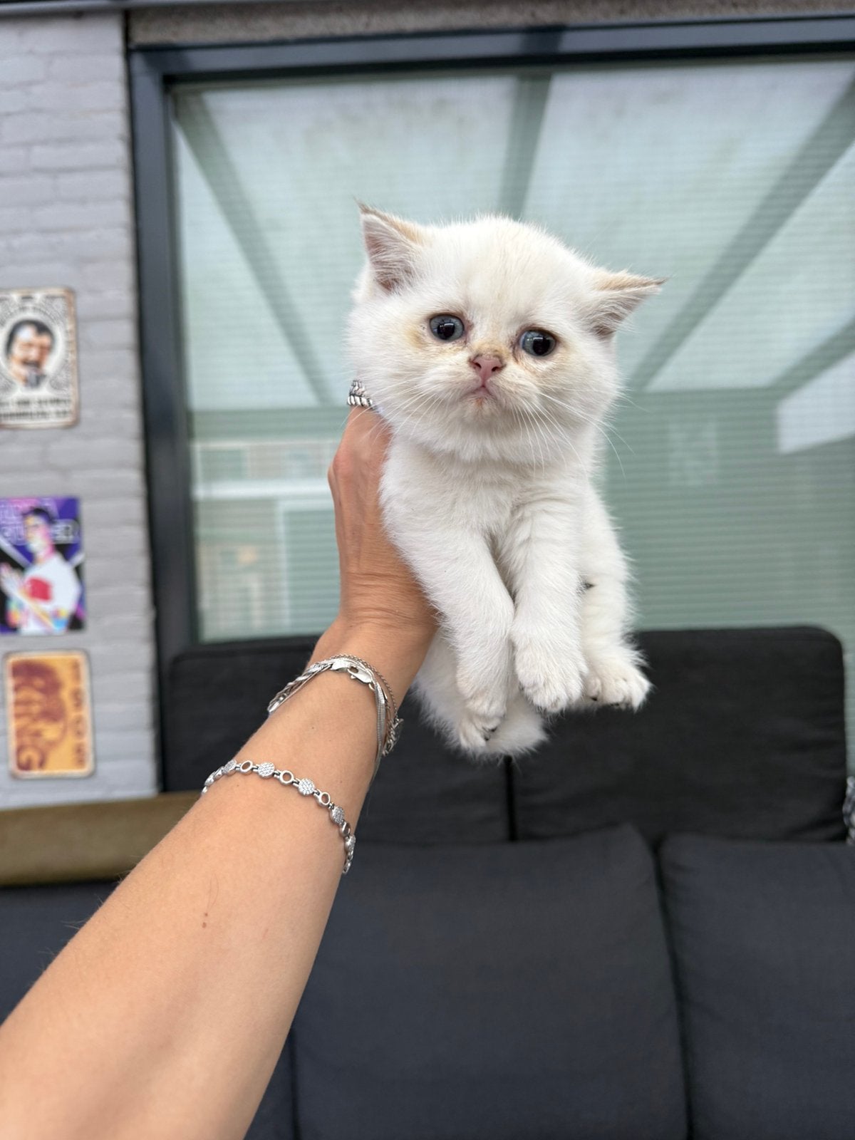 Britse korthaar kittens, Dieren en Toebehoren, Meerdere dieren