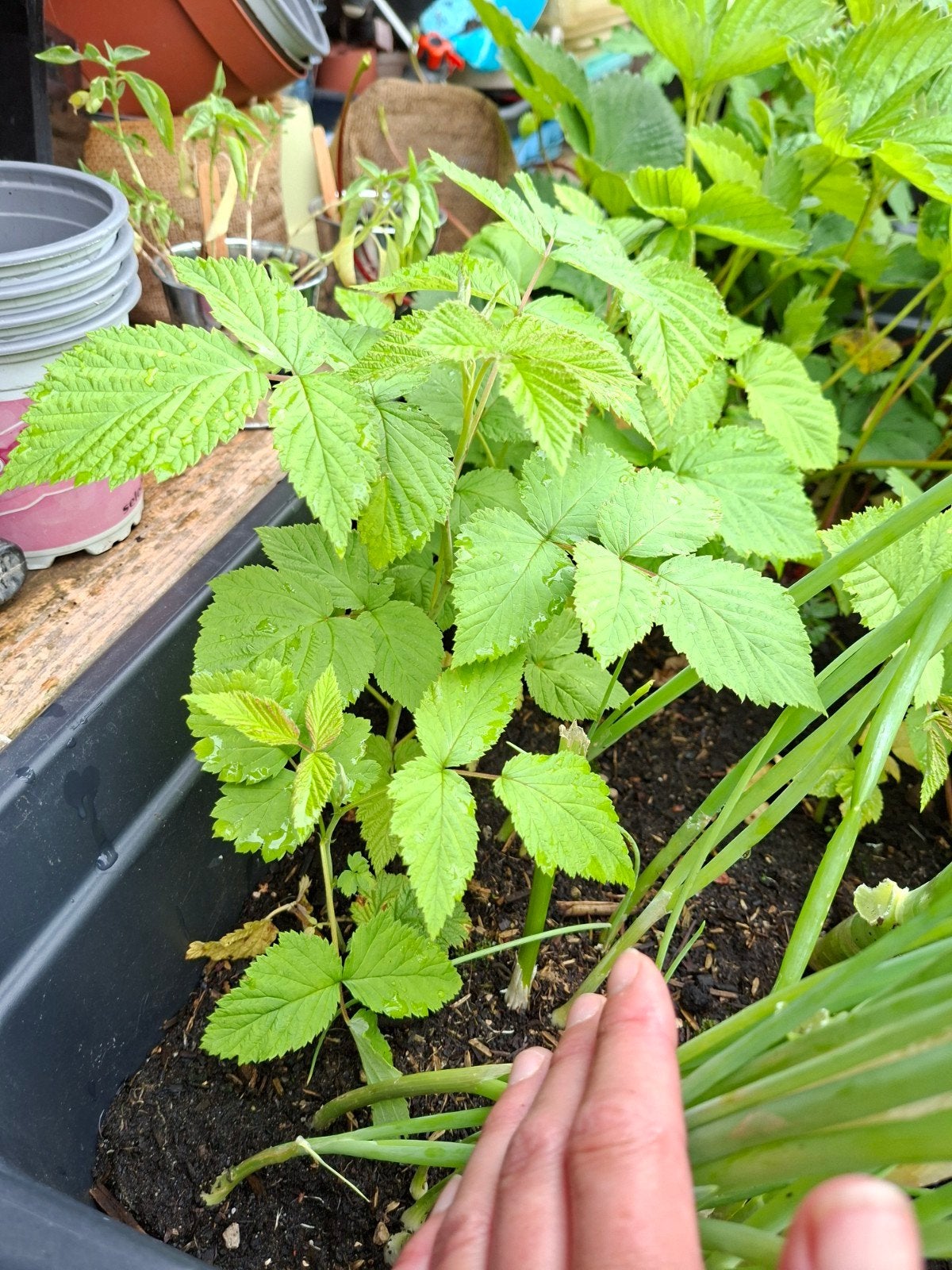 Frambozen stekken, Tuin en Terras, Planten | Tuinplanten, Ophalen, Volle zon
