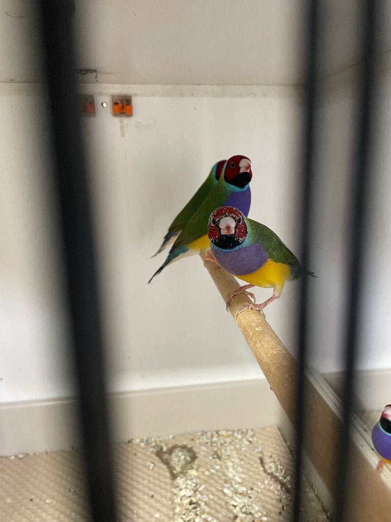 Gouldamadines roodkop en zwartkop, Dieren en Toebehoren, Mannelijk, Tropenvogel