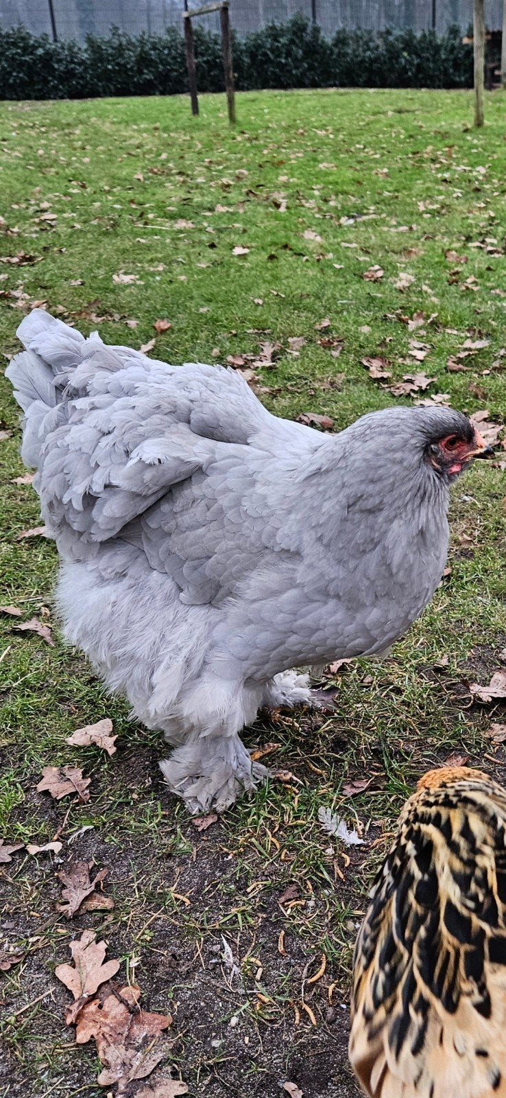 Parelgrijs brahma kip 1 jaar grote soort, Dieren en Toebehoren, Pluimvee, Vrouwelijk, Kip