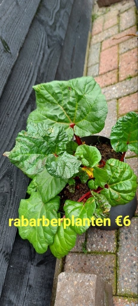 rabarberplanten, Tuin en Terras, Ophalen, Vaste plant, Volle zon