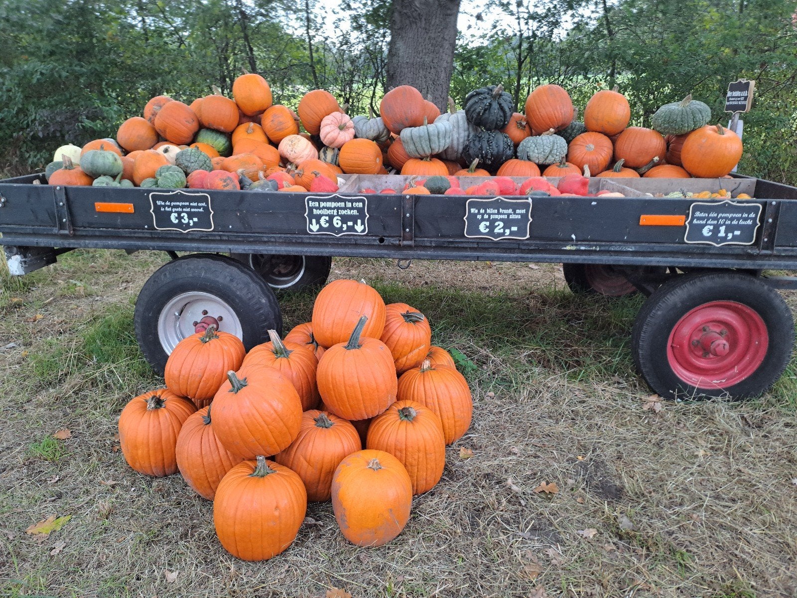 Pompoenen Halloween, Ophalen of Verzenden