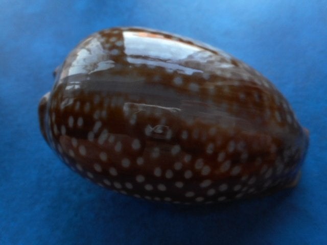 Schelpen: Cypraea cervus L. gem- 85,5mm, Verzamelen, Mineralen en Fossielen, Ophalen of Verzenden, Schelp(en)