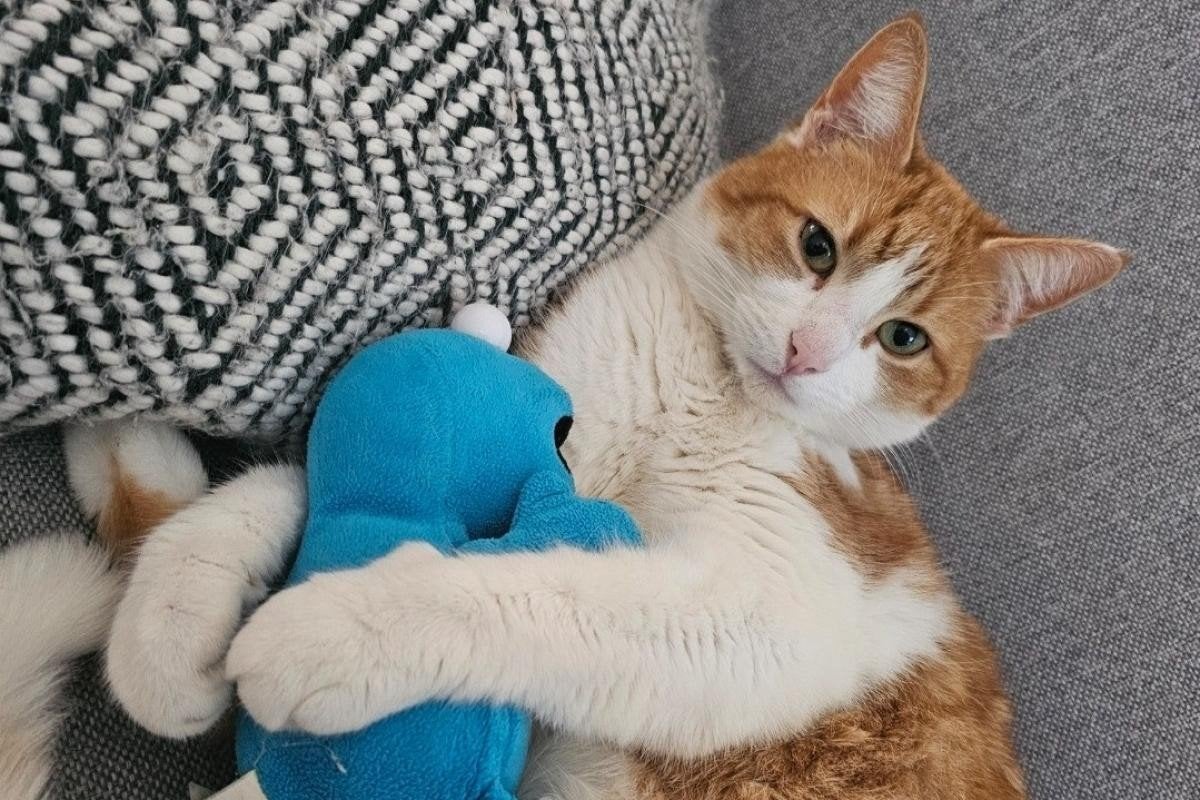 Sem & Jace, Meerdere dieren, Kortharig, 6 jaar of ouder