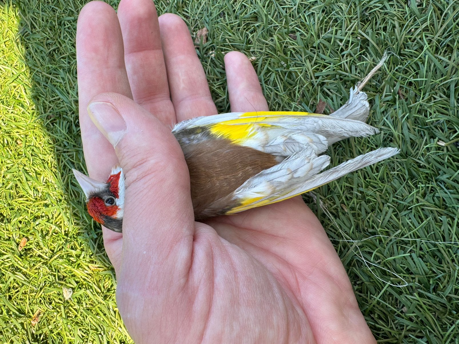 Major putters, Dieren en Toebehoren, Vogels | Overige Vogels, Meerdere dieren, Wildzangvogel, Geringd
