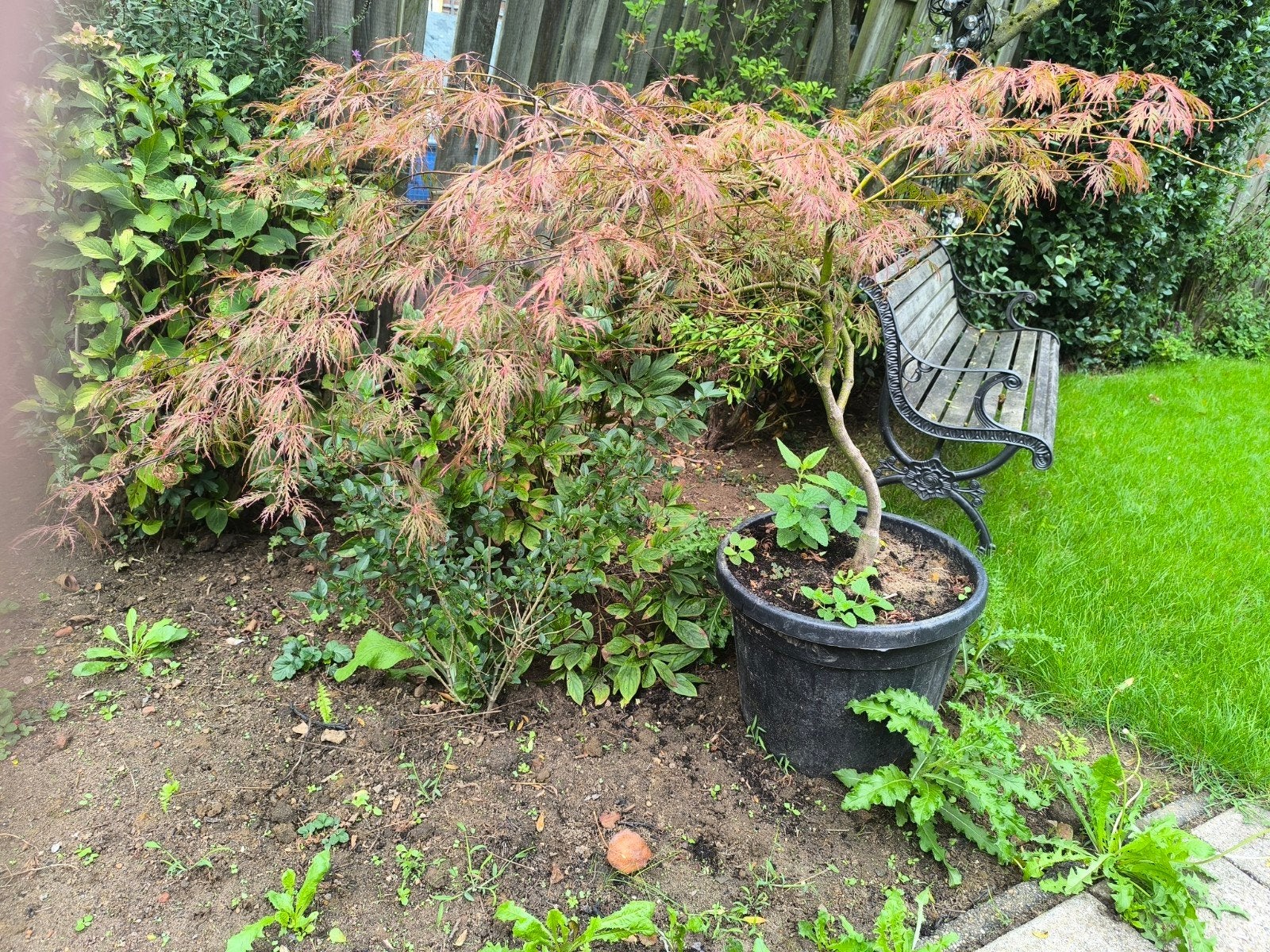Japanse esdoorn in grote pot, Tuin en Terras, Ophalen, Esdoorn, Struik, 100 tot 250 cm