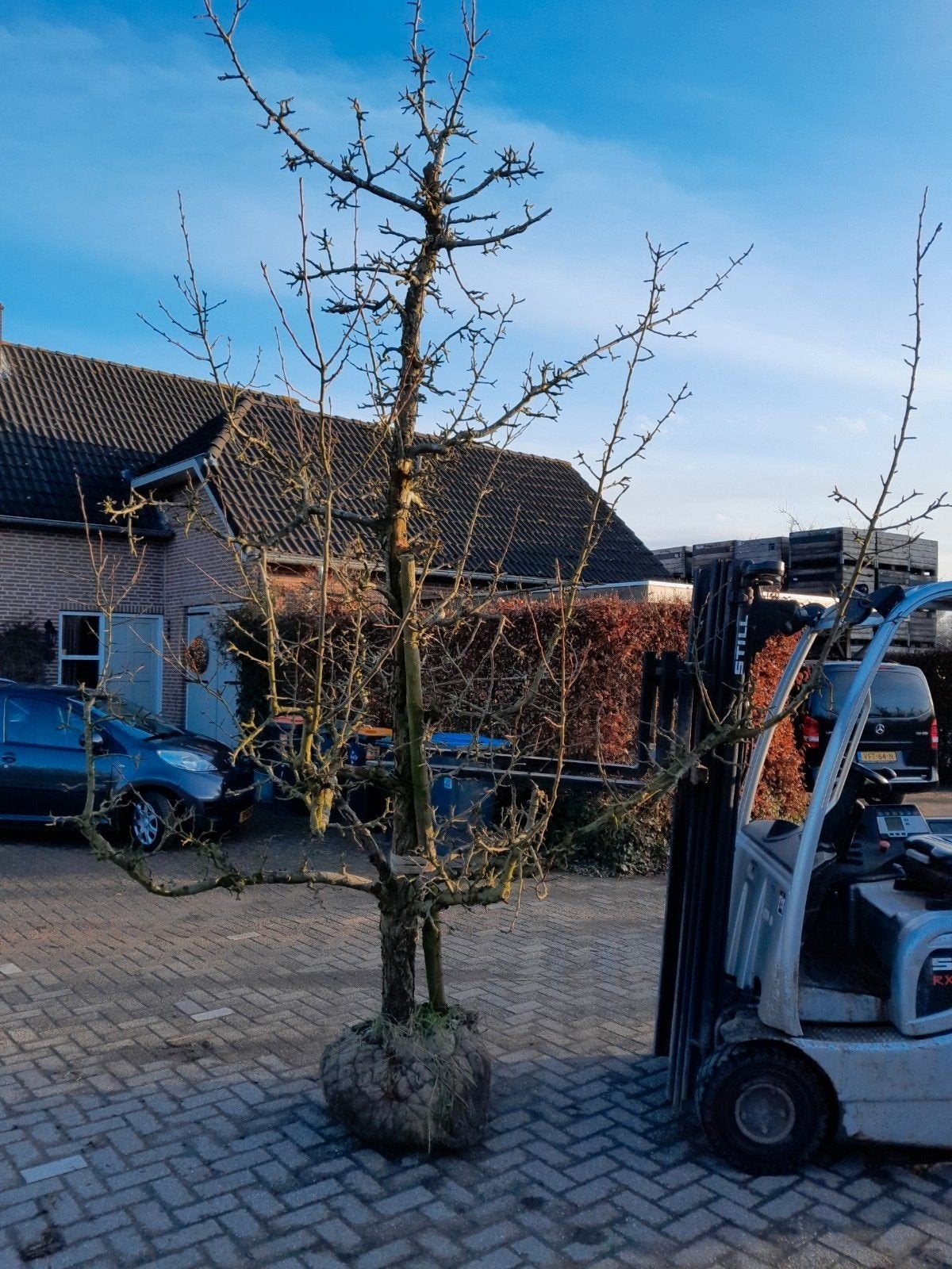 oude perenbomen, Ophalen, 250 tot 400 cm, Lente